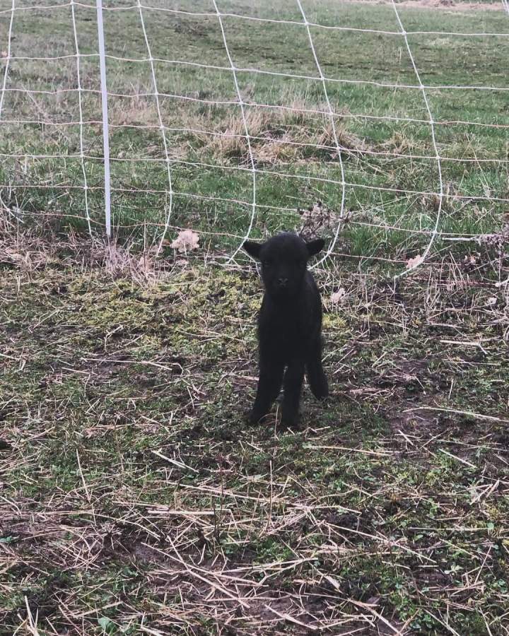 Nous avons le plaisir de vous annoncez que nous avons eu une nouvelle naissance chez les ouessant. Elle se nomme Zoé. Ce prénom a été choisi en l’honneur de la stagiaire qui l’a découverte. Nous vous attendons nombreux afin de part