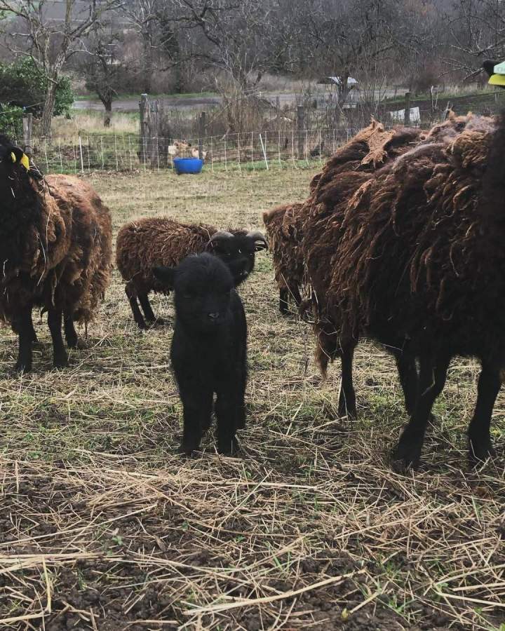 Nous avons le plaisir de vous annoncez que nous avons eu une nouvelle naissance chez les ouessant. Elle se nomme Zoé. Ce prénom a été choisi en l’honneur de la stagiaire qui l’a découverte. Nous vous attendons nombreux afin de  (1)