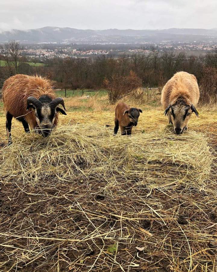 Nous sommes heureux de vous présenter notre nouvelle petite femelle mouton du cameroun Elle s’appelle Louna et est très joueuse. Vous pourrez l’apercevoir au côté de ses parents lors des prochaines visites. (1)