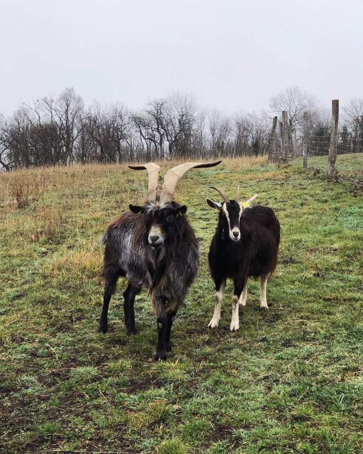 Rejoignez-nous pour une expérience enrichissante lors d’une séance de visite guidée de notre ferme à Riom.