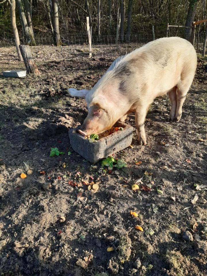 Visite de la ferme Riom
