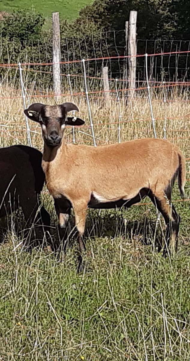 Visite de la ferme Riom
