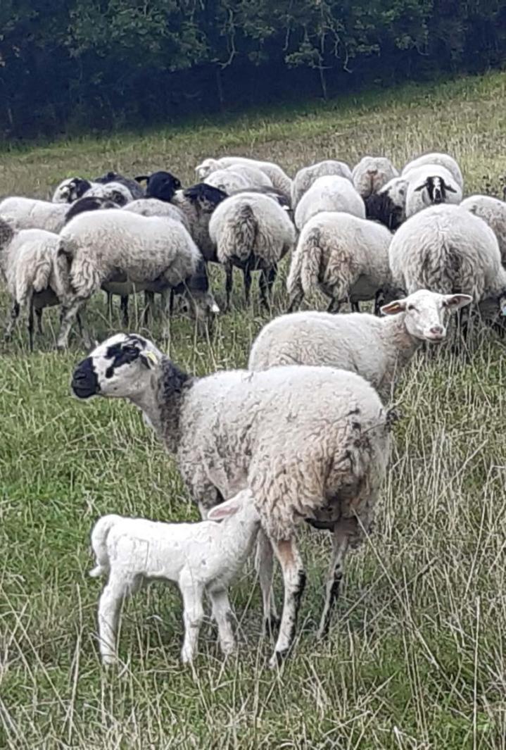 Visite de la ferme Riom
