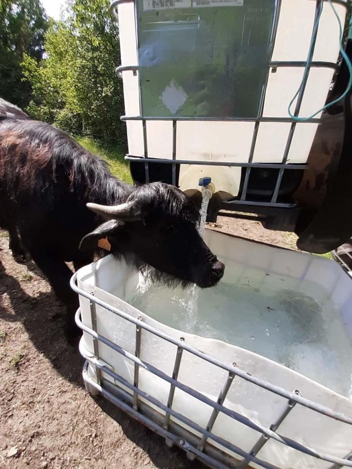 Visite de la ferme Riom