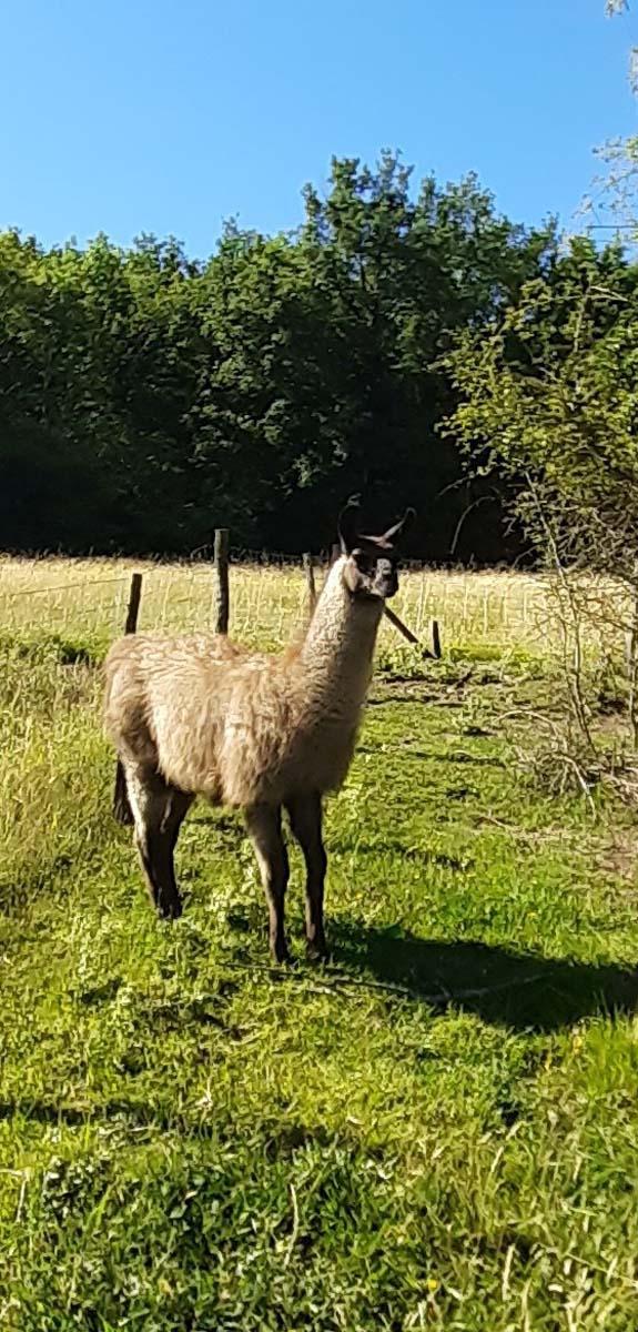 Visite de la ferme Riom