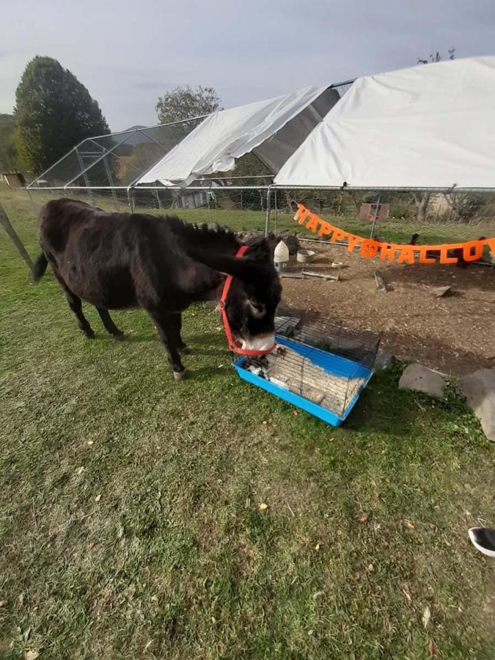 Visite de la ferme Riom