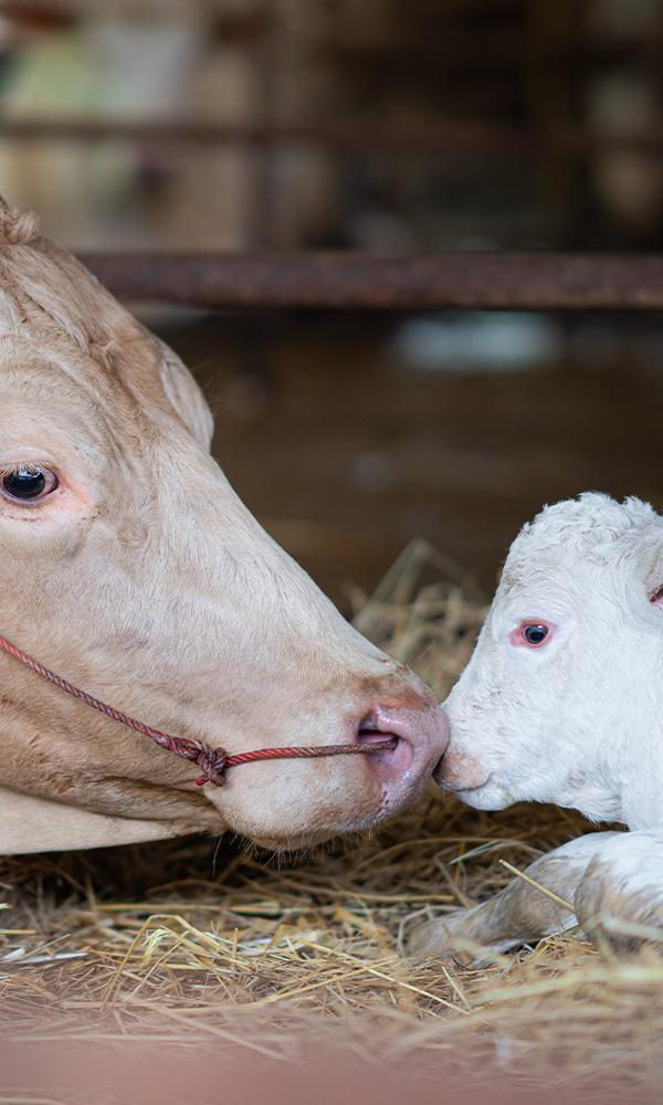 Assister aux naissances à la ferme Riom