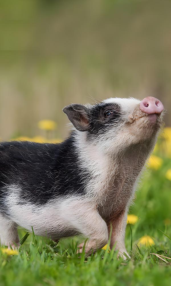 Naissances à la ferme Riom