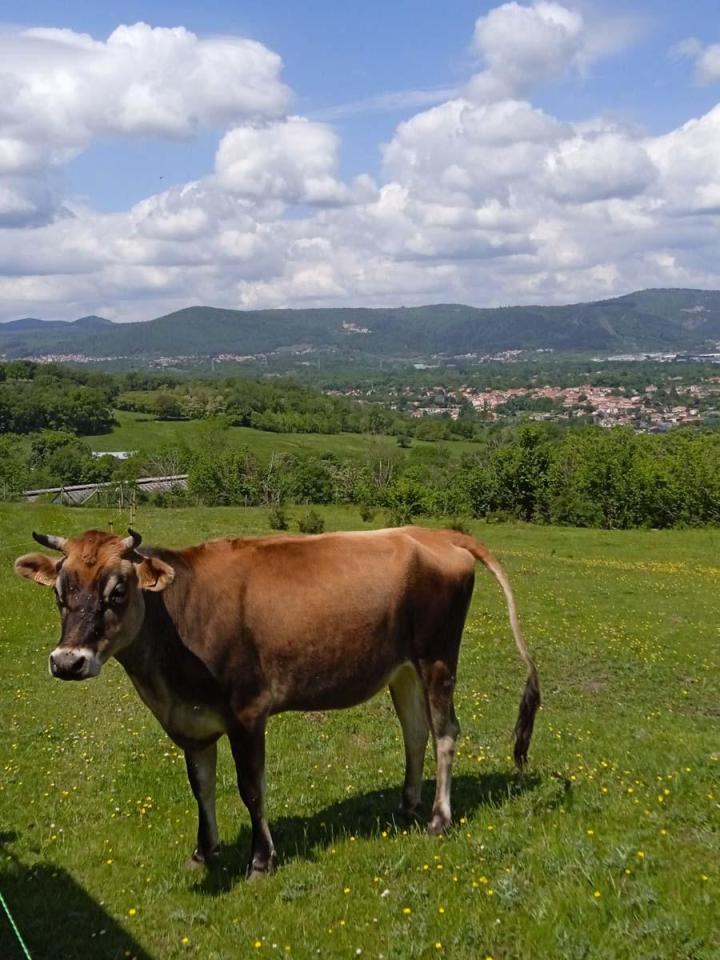 Visite de la ferme Riom