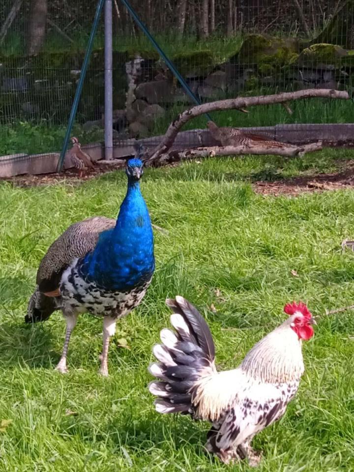 Visite de la ferme Riom