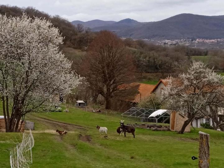 Visite de la ferme Riom