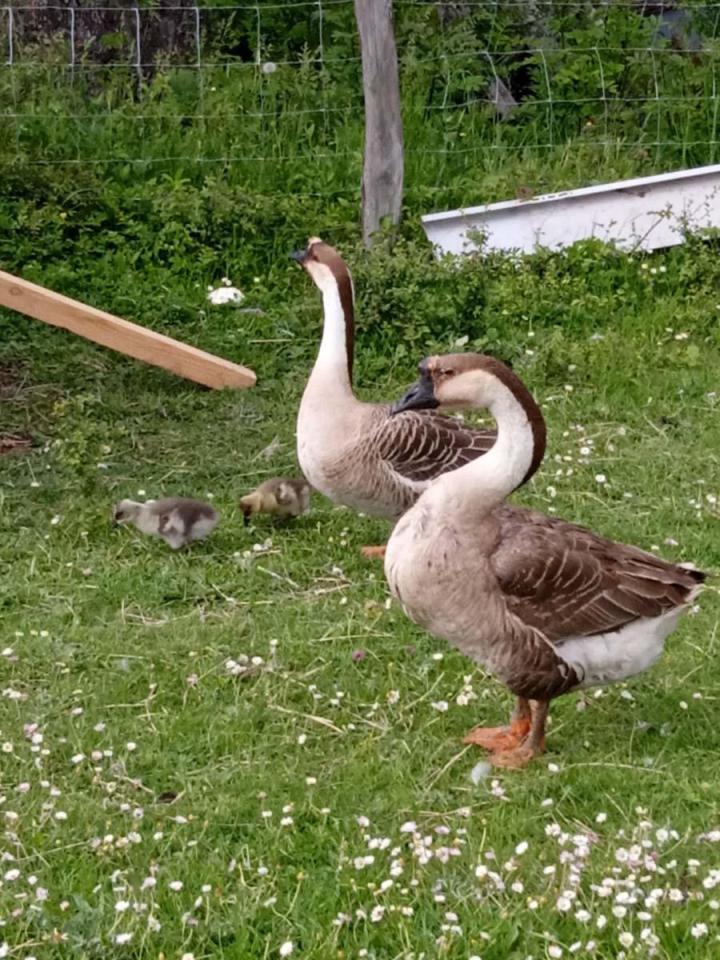 Visite de la ferme Riom